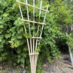 Garden Trellis 