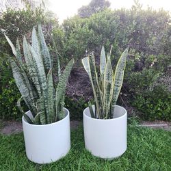 Pair of ceramic mid century modern white planter pot 15 in. tall x 15.5 in. wide