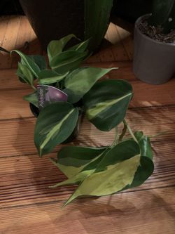 Brazilian Pathos Plant!! $15!!
