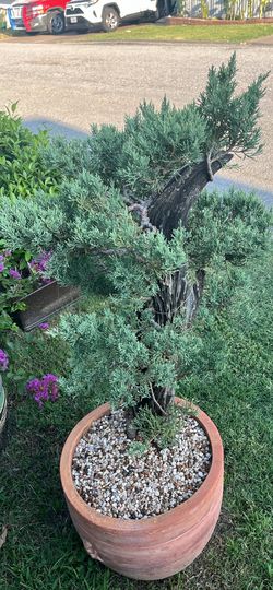 Juniper