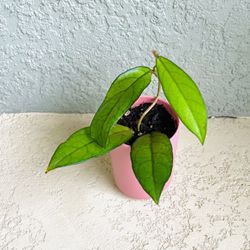 Hoya Crassipetiolata  Plant 