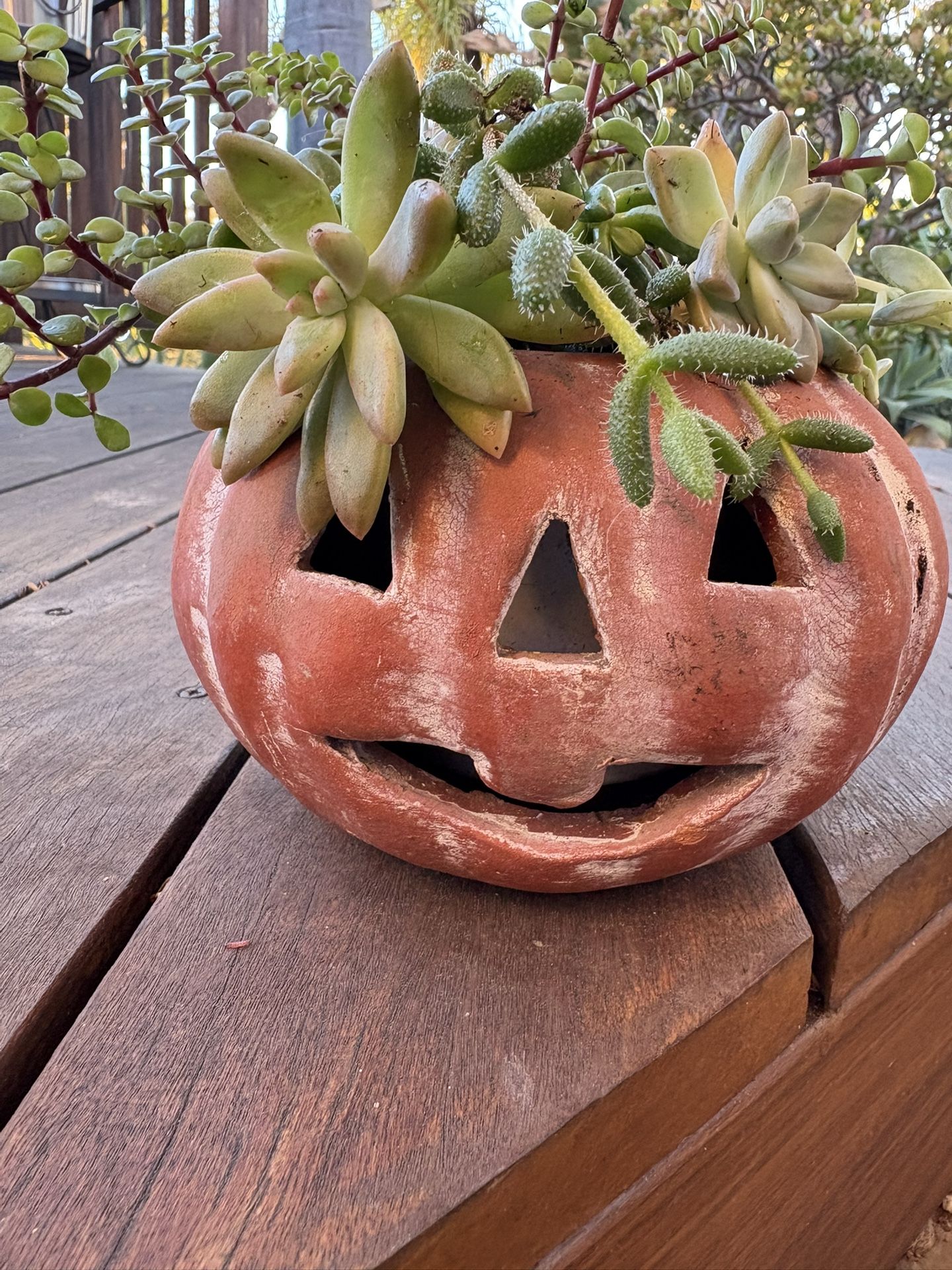 Ceramic Pumpkin with Succulents