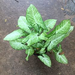 Arrowhead Plant It’s Are Peurefayr Plant 