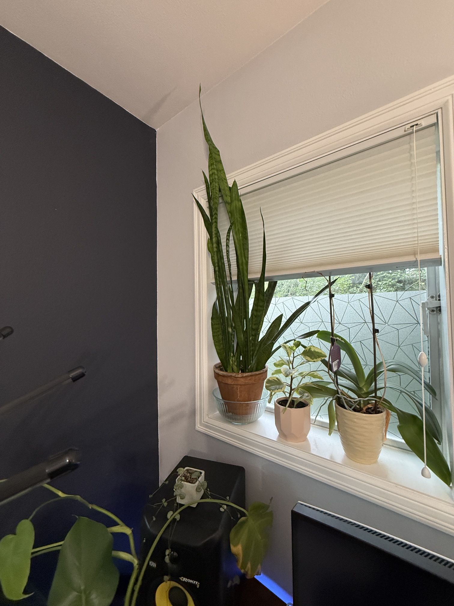 Large 5’ Snake Plant – Terracotta Pot – Air Purifying & Low Maintenance