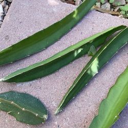 Dragon Fruit Cuttings 