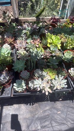 4” Echeveria $3 each