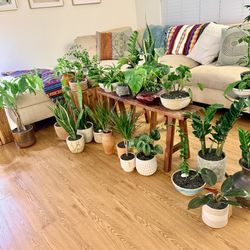 🌿🪴 Healthy & Rare Plants in Unique, High End, & Vintage Planter Pots | Statement Pieces | Prices Vary ✨🌿