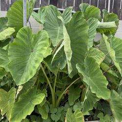 Thai Elephant Ear Plant 🌱 