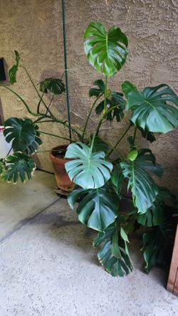 Make Me A Good Offer Good Selection Of Cactus Succulents And Other Plans