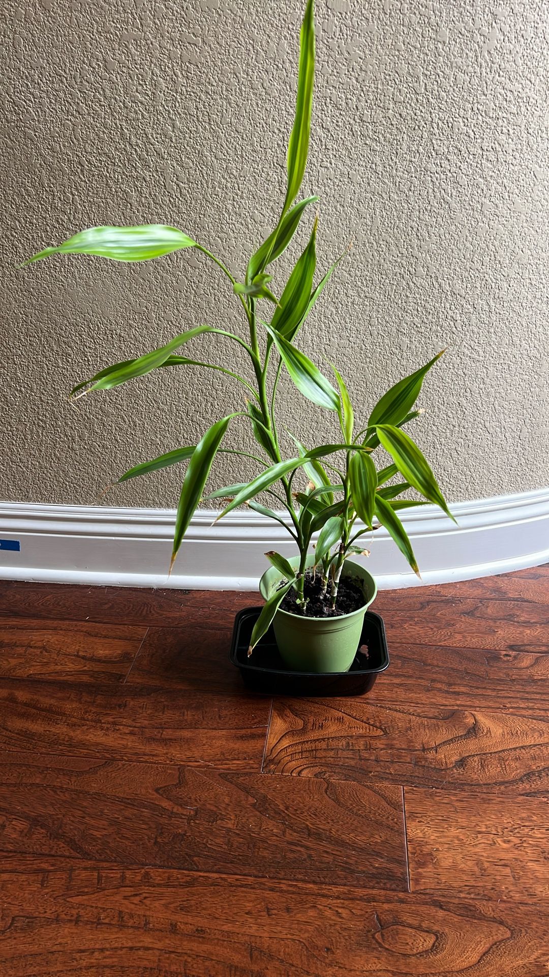 Lucky Bamboo