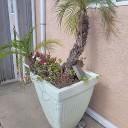 Concrete Pots