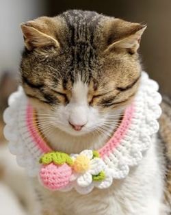 Adorable Dog or Cat Crochet or Lace Collars. OMG so cute!