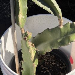 Multi graft Dragonfruit 