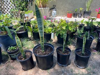 Snake plants