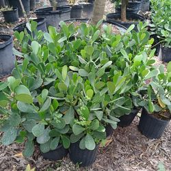Clusia Hedges 3gl $4.50