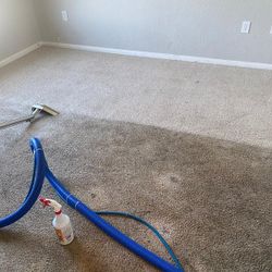 Steam Carpet Shampoo