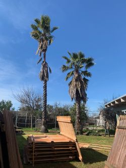 Need Your Tree Cut ? 