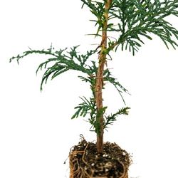 Cedar Or Douglas Fir Trees