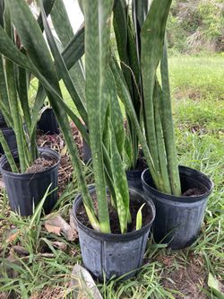 Snake Plant