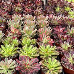 Last Day Of 15% Off On Everything In The  Nursery 