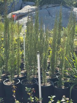 5 gallons Italian cypress