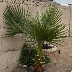 PALM TREE 🌴  🌴 PALM TREE 