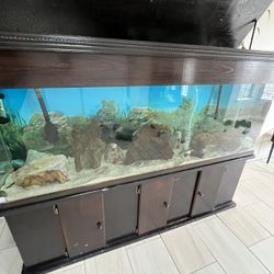 135 Gallon Fish Tank 