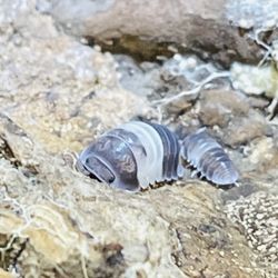 Bio Active Isopods ( Panda King) 