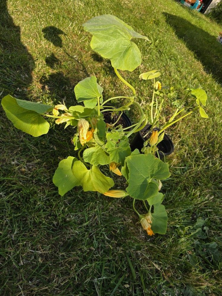 Organic Red Kuri Squash Plants