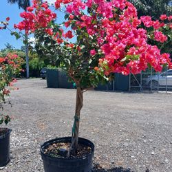 Gorgeous Bougainvillea Tree 🌳 Braided Trunk🌸25gl