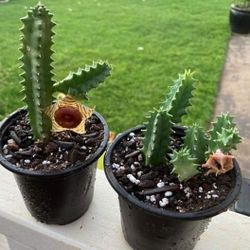 Huernia Zebrina Lifesaver Cactus Plant