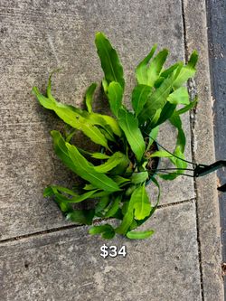 $34 Night Queen 👸- only blooms at Night Spider Plants