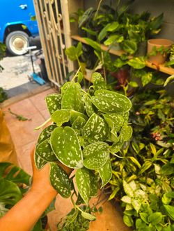 Satin pothos 4" pot