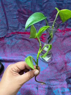 Pothos Cutting
