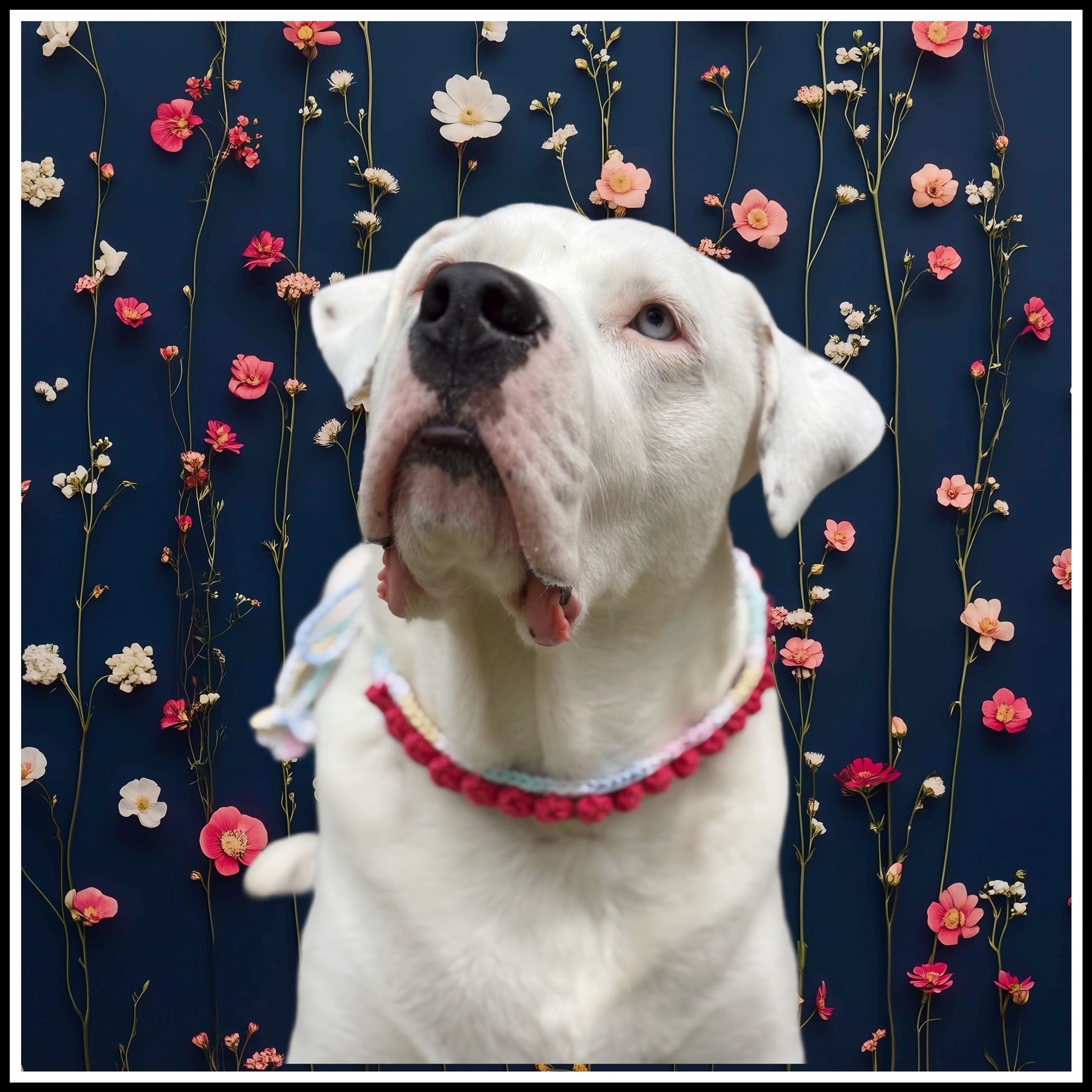 Flower Pet Collar
