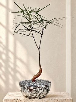 Queensland Bottle Tree/ Brachychiton Rupestris (Planter Included) #CD2 ‘Local LA Seller’