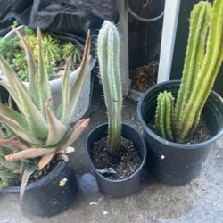 Cactus Each 20