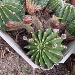 Cactus