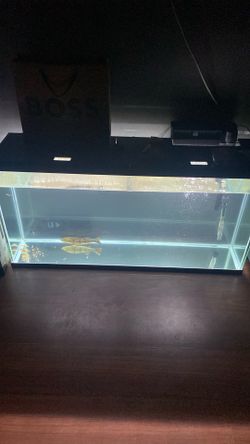 fish tank