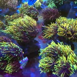 🔥CORALS DECORATIONS FOR MARINE TANK OVER 500 CORALS IN STOCK PICK-UP - DELIVERY  - SHIP
