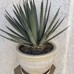 12” Cream Pot with Plant
