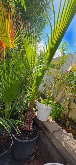 Mexican fan palm