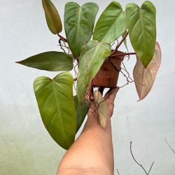 Red Emerald Beautiful House Plant Low Maintain 