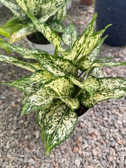 Aglaonema Chinese Evergreen Plant OBO