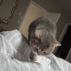 Walnut Wall Shelves (2)