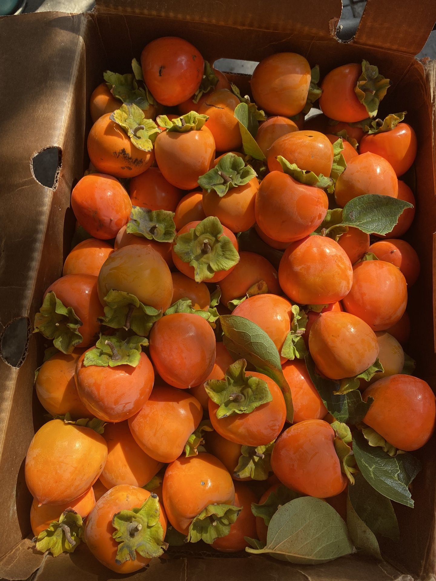 Persimmons