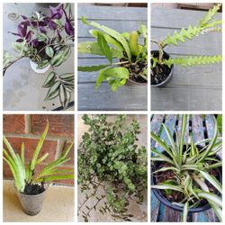 Beautiful House Plants Individual Or Bundle see description