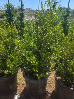 Boxwood 15 Gallon