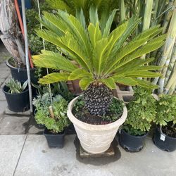 Plant For Sale