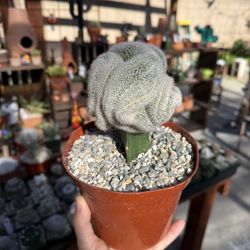 Mammillaria geminispina cristata Grafted 6”